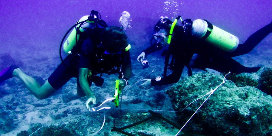 Coral reef research in Indonesia